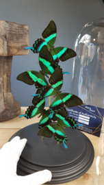 Butterfly Dome mixed with 5 Papilio Blumei Butterflies 42cm RMV14