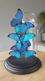 Butterfly dome mixed with morpho menelaus & didius butterflies 42cm RMV01