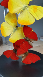 Butterfly Dome with Phoebis Philea & Cymothoe Sangaris butterflies 27cm RMV04