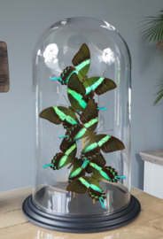 Butterfly Dome mixed with 5 Papilio Blumei Butterflies 42cm RMV14