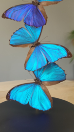 Butterfly Dome with 3 Morpho Menelaus Butterflies 32cm RMV02