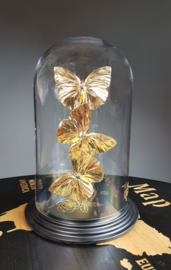 Butterfly Dome with 24ct Gold Leaf Phoebis Philea Butterflies - 27cm - RMS43