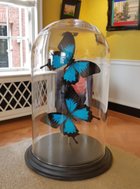 Butterfly Dome with 2 Blue Emperor butterflies 32cm RMV05