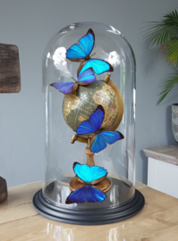 Butterfly Dome with Morpho Menelaus butterflies on Globe 42cm RMS05