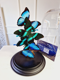 Butterfly Dome with 5 various A1 quality butterflies 32cm RMV32