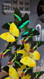 Butterfly Dome mixed with 12 Various Butterflies 42cm RMV23