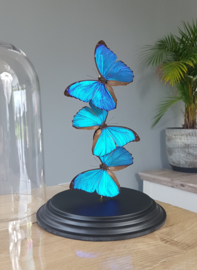 Butterfly Dome with 3 Morpho Menelaus Butterflies 32cm RMV02