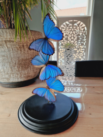Butterfly Dome mixed with 3 Morpho Didius Butterflies 42cm RMV18