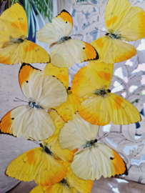 Butterfly dome mixed with 10 various butterflies 42cm RMV84