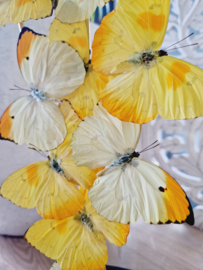 Butterfly dome mixed with 10 various butterflies 42cm RMV84