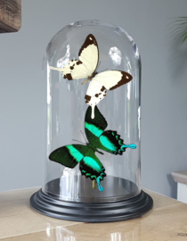 Butterfly Dome with Papilio Dardanus & Blumei butterflies 27cm RMV08