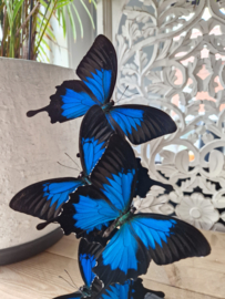 Butterfly Dome mixed with 5 Papilio Ulysses Butterflies 42cm RMV38