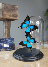 Butterfly Dome with 2 Blue Emperor butterflies 32cm RMV05