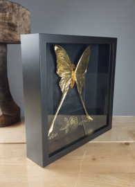 24ct Gold Leaf Argema Mittrei (male) - in museum box / frame 25 x 25cm RMS32