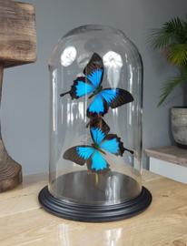 Butterfly Dome with Blue Emperor / Papilio Ulysses butterflies 32cm RMV05