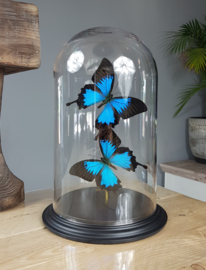 Butterfly Dome with 2 Blue Emperor butterflies 32cm RMV05