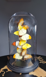 Butterfly dome with various species butterflies 32cm dome RMV27