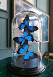 Butterfly Dome with 3 Blue Emperor butterflies 32cm RMV35