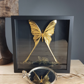 24ct Gold Leaf Argema Mittrei (male) - in museum box / frame 25 x 25cm RMS32