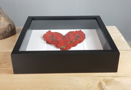 "Heart of Nature" Real Butterfly Artwork - in museum box / frame 25 x 25cm RMS19