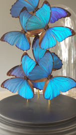 Butterfly dome mixed with morpho menelaus & didius butterflies 42cm RMV01