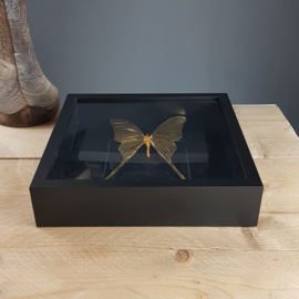 24ct Gold Leaf Argema Mittrei (male) - in museum box / frame 25 x 25cm RMS32