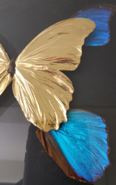 24ct Goldplated Morpho Didius Butterfly Artwork - in museum box / frame 25 x 25cm