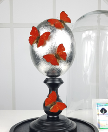 Glass Dome with Silver Plated Ostrich egg & 4 Cymothoe Sangaris Butterflies NoV3
