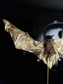 24ct Gold Leaf gilded Bat under dome RMS51