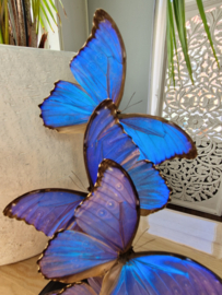 Butterfly Dome mixed with 5 Morpho Didius Butterflies 42cm RMV37