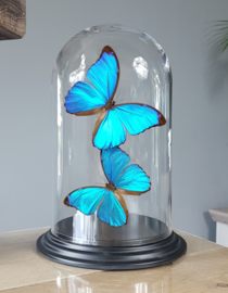Butterfly Dome with Morpho Menelaus butterflies 27cm RMV10