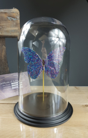 24ct Gold Leaf Morpho Didius Butterfly Dome with pure Amethyst Swarovski crystals - 32cm Dome - RMS12