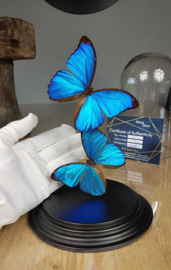 Butterfly Dome with Morpho Menelaus butterflies 27cm RMV10