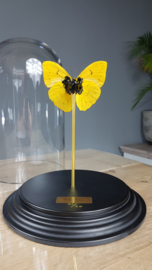 Phoebis Butterfly with 24ct Gold Leaf and Swarovski Crystals Bermuda Blue - 27cm dome - RMS02