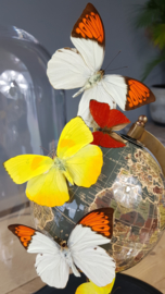 Butterfly Dome with various butterflies on Globe 42cm RMS01