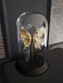 Butterfly Dome with 24ct gold plated Papilio Ulysses butterfly 27cm RMS46