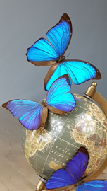 Butterfly Dome with Morpho Menelaus butterflies on Globe 42cm RMS05