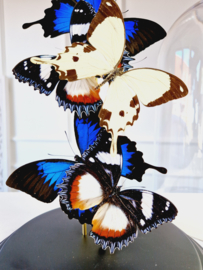 Butterfly Dome with 5 various A1 quality butterflies 32cm RMV30