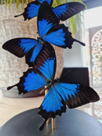 Butterfly Dome with 3 Blue Emperor butterflies 32cm RMV35