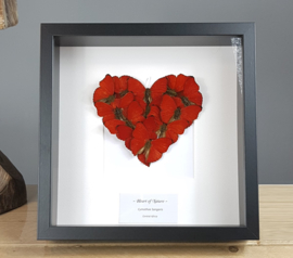 "Heart of Nature" Real Butterfly Artwork - in museum box / frame 25 x 25cm RMS19