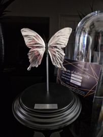 Butterfly Dome with silver plated Papilio Ulysses butterfly 27cm RMS47