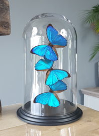 Butterfly Dome with 3 Morpho Menelaus Butterflies 32cm RMV02
