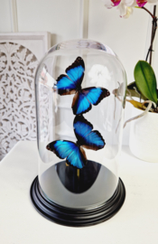 Butterfly Dome with 2 Morpho Peleides butterflies 32cm RMV28