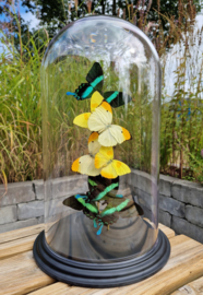 Butterfly Dome Various Colors under large Dome 42cm RMV66