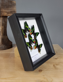 "Sunset Moths" Urania Ripheus Butterfly Artwork - in museum box / frame 25 x 20cm - RMS22