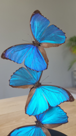 Butterfly Dome with 3 Morpho Menelaus Butterflies 32cm RMV02