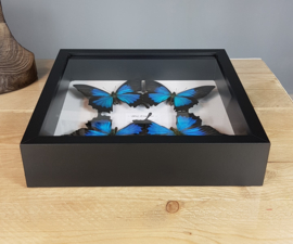 "Blue Emperor" Papilio Ulysses Butterfly Artwork - in museum box / frame 25 x 25cm RMS21