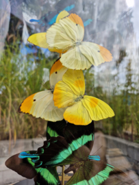 Butterfly Dome Various Colors under large Dome 42cm RMV66