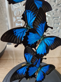 Butterfly Dome mixed with 5 Papilio Ulysses Butterflies 42cm RMV38