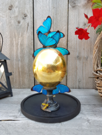 Glass Dome with 24ct Gold plated Ostrich Egg & 5 Morpho Butterflies NoV5